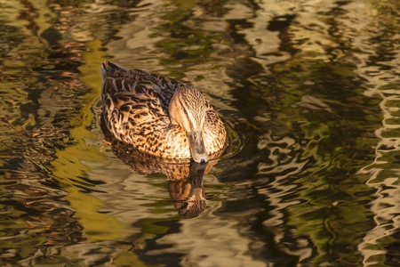 female mallardの写真素材