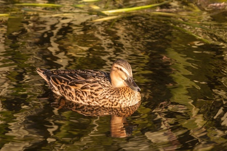 female mallard on lake surfaceの写真素材