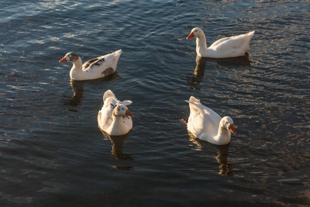 flock of geese on river surfaceの写真素材
