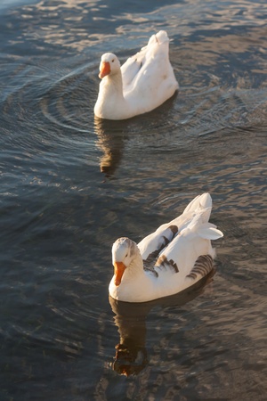 pair of domestic geese swimming on riverの写真素材