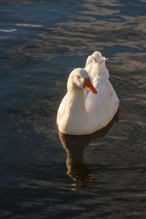 domestic goose swimming on riverの写真素材