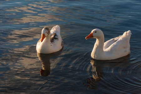 pair of geese on riverの写真素材