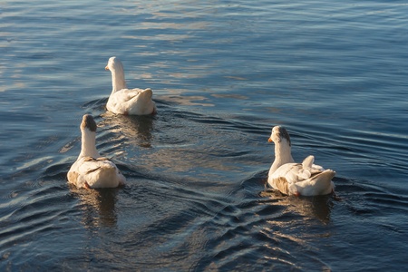 three domestic geese swimming on riverの写真素材