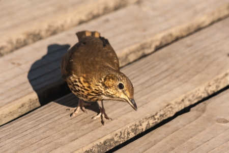 curious songbird on wooden boardsの写真素材