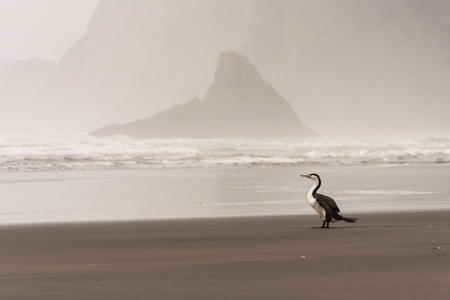 Australian Pied Cormorant on Piha Beachの写真素材