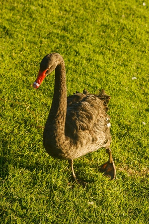 black swan walking across lawnの写真素材