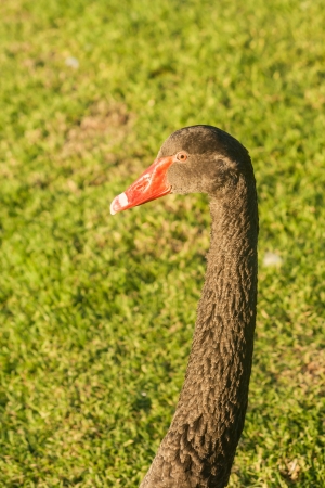black swan neckの写真素材