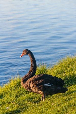 black swan on river bankの写真素材