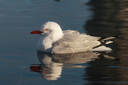 red billed seagull on waterの写真素材