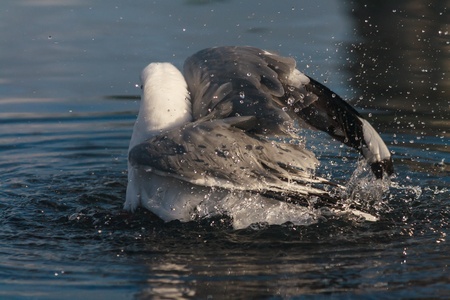bathing seagullの写真素材