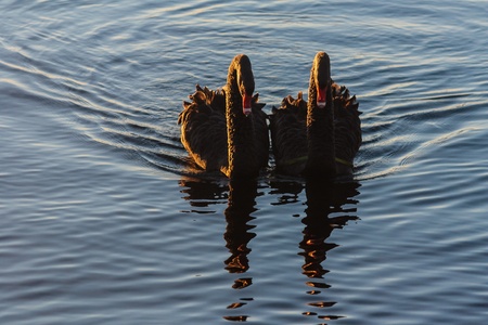 black swans courtingの写真素材