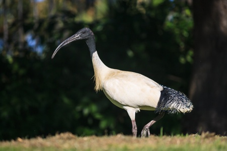 Australian White Ibisの写真素材