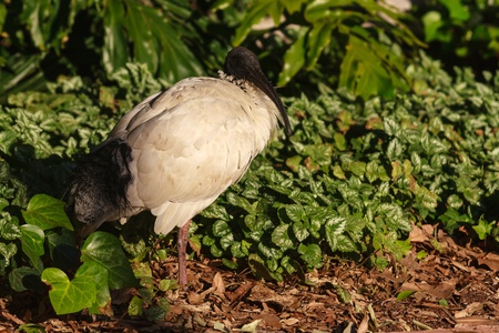white ibis standing in gardenの写真素材
