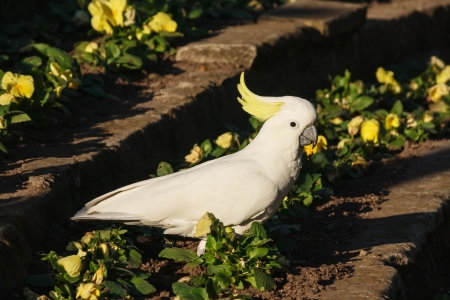 cockatoo pecking flowers in gardenの写真素材
