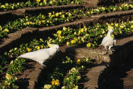 pair of white cockatoos  pecking floral displayの写真素材