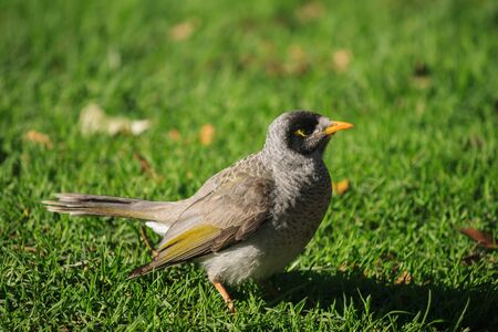 Noisy Miner bird sitting on fresh grassの写真素材