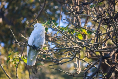 Sulphur-crested cockatoo sitting on tree branchの写真素材