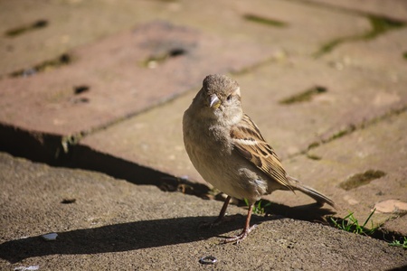 curious sparrowの写真素材