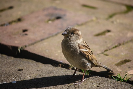 House Sparrowの写真素材