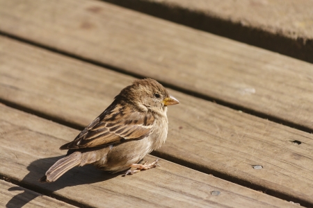 house sparrow sunbathing on wooden boardsの写真素材