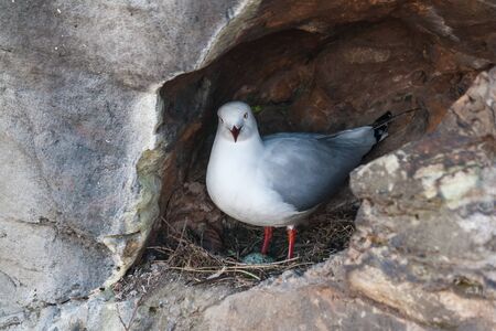 nesting seagullの写真素材