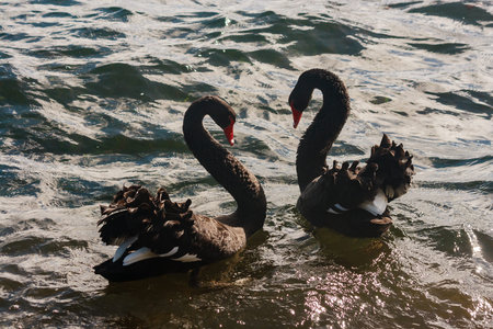 pair of black swans courting on lakeの写真素材