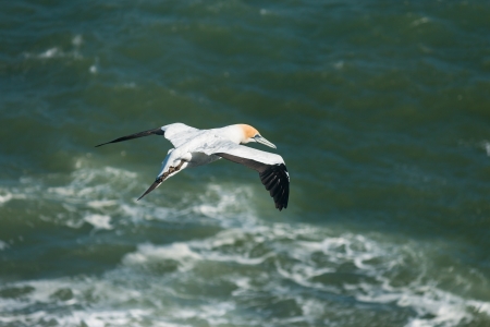 detail of Australasian Gannet in flightの写真素材