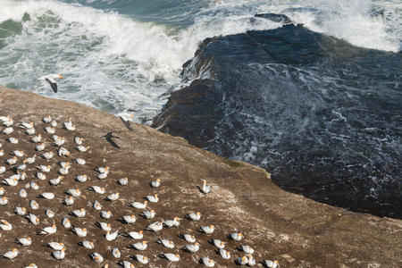 gannet colony at Muriwai Beachの写真素材