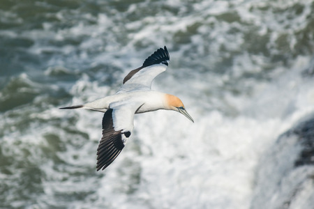 detail of flying Australasian Gannetの写真素材