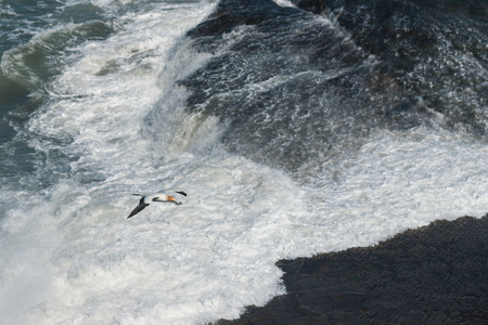 gannet flying above ocean の写真素材