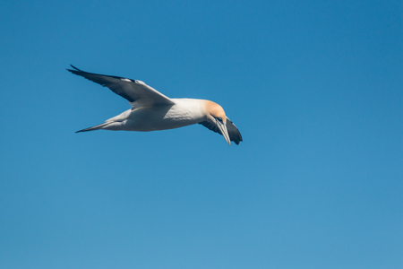 soaring gannet on blue skyの写真素材