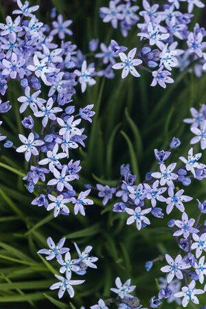 scilla ramburei flowersの写真素材