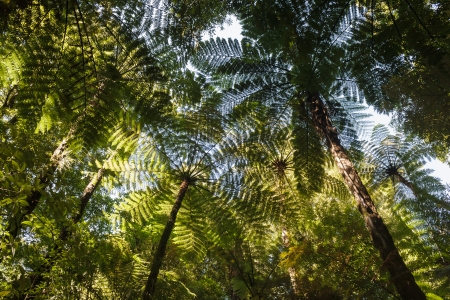 fern trees growing in rainforestの写真素材
