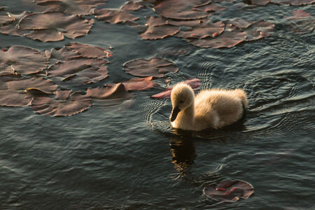 black swan cygnet swimming on lake surfaceの写真素材
