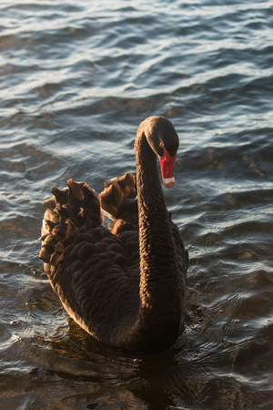 black swan swimmingの写真素材