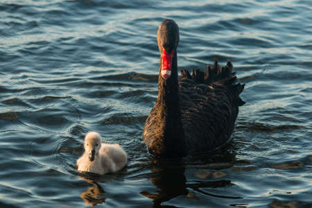 swam with cygnet swimming on lakeの写真素材