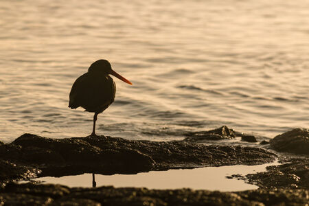 black oystercatcher standing on rock at sunsetの写真素材