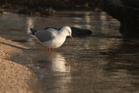 red-billed seagull standing in water on sandy beachの写真素材