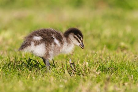 isolated duckling standing on grassの写真素材