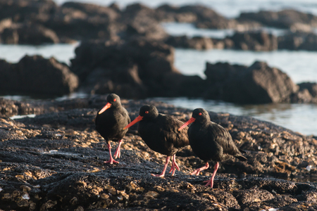 black oystercatchers standing on volcanic rocksの写真素材