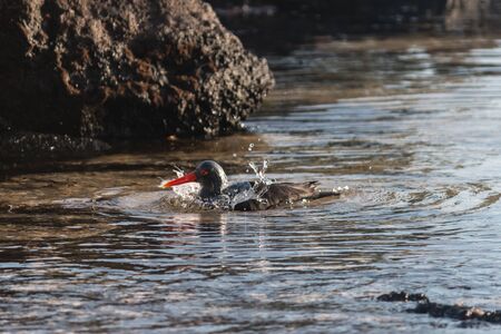 black oystercatcher taking bathの写真素材