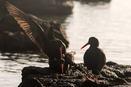 Black Oystercatchers matingの写真素材