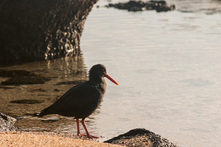 black oystercatcher standing on sandy beachの写真素材
