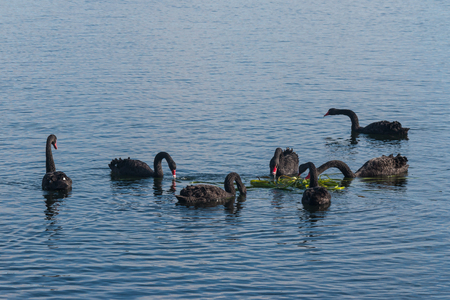 flock of black swans feeding on water plantsの写真素材