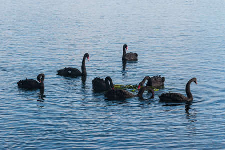 flock of black swans on lakeの写真素材