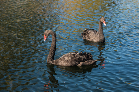 pair of black swans on lakeの写真素材