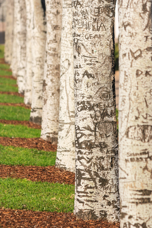 alley of birch trees with carvingsの写真素材