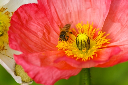 bee pollinating poppy flowerの写真素材