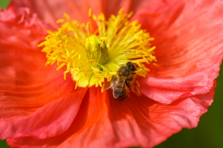 detail of bee pollinating pink poppyの写真素材