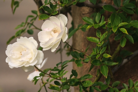 white roses climbing over wallの写真素材